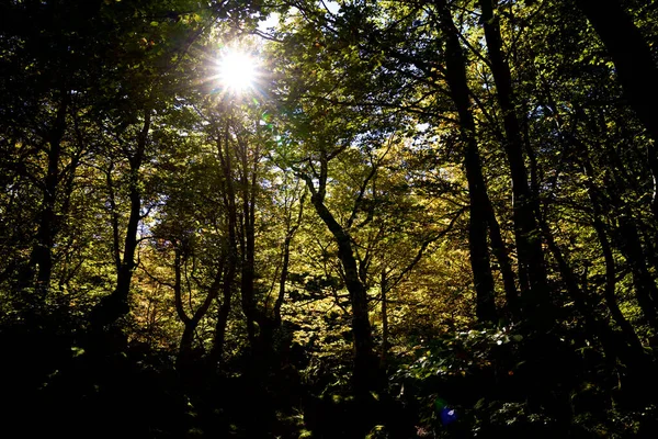 Herbstwald Pierre Saint Martin Arette Pyrenäen Frankreich — Stockfoto