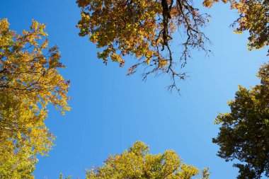 Pierre Saint-Martin 'deki sonbahar ormanı, Arette, Fransa' daki Pireneler.