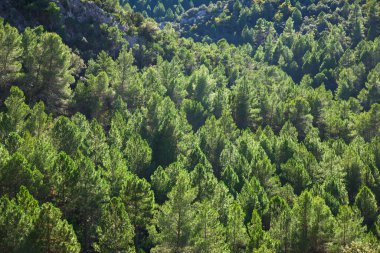 Aragon, İspanya 'da Teruel Eyaleti' ndeki Çam Ormanı.