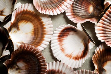 Taş bir masanın üzerinde kabuk koleksiyonu.