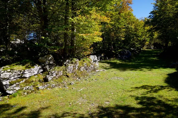 Efterårsskov Pierre Saint Martin Arette Pyrenæerne Frankrig - Stock-foto