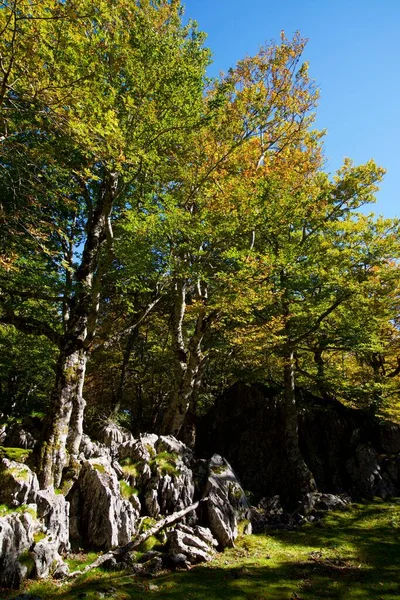 Forêt Automne Pierre Saint Martin Arette Pyrénées France — Photo