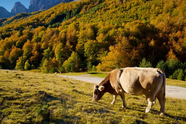 スペインのユスカ州アラゴン州アンソ谷のピレネー山脈での牛の放牧 — ストック写真