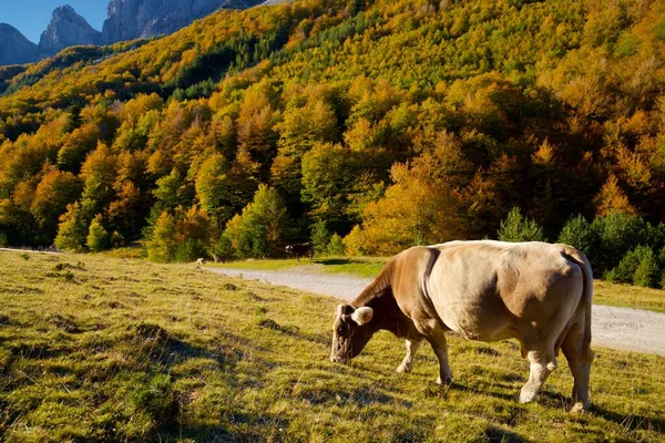 Pastoreio Vacas Nos Pirinéus Anso Valley Aragão Província Huesca Espanha — Fotografia de Stock