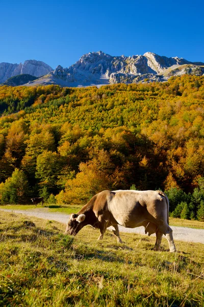 Pastoreio Vacas Nos Pirinéus Anso Valley Aragão Província Huesca Espanha — Fotografia de Stock