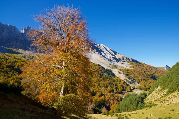 Foresta Nella Valle Anso Provincia Huesca Aragona Spagna — Foto Stock