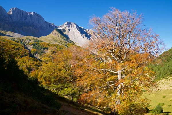 Floresta Vale Anso Província Huesca Aragão Espanha — Fotografia de Stock