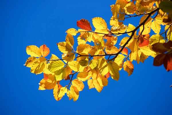 Autumn Tree Anso Valley Huesca Province Aragon Spain — Stock Photo, Image