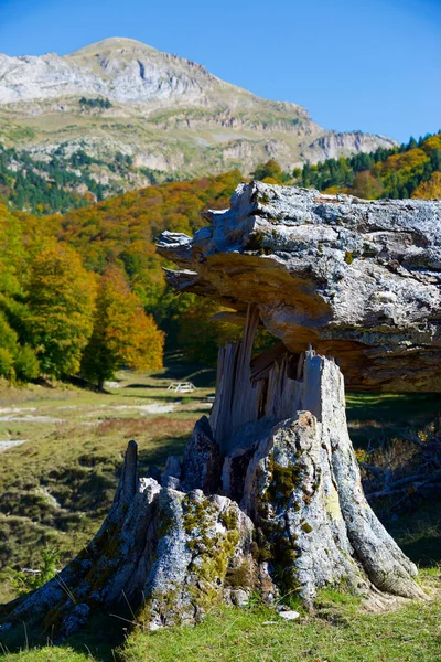 Forêt Dans Vallée Anso Province Huesca Aragon Espagne — Photo