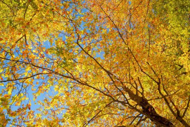 Anso Vadisi 'ndeki orman, İspanya' da Aragon 'daki Huesca Eyaleti.