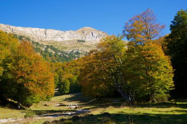 Anso Vadisi 'ndeki orman, İspanya' da Aragon 'daki Huesca Eyaleti.