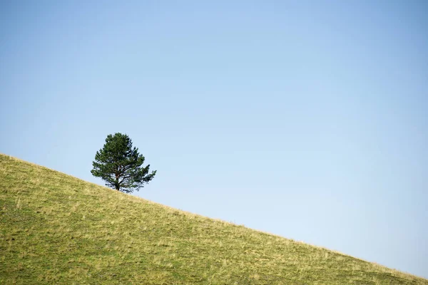 Ensamma Träd Gräsbevuxen Kulle Pyrenéerna Frankrike — Stockfoto