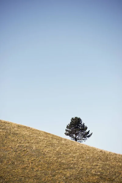 Solitary Tree Grassy Hill Pyrenees France — Stock fotografie