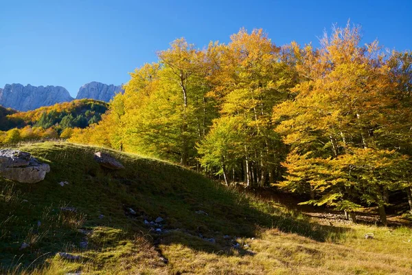 スペインのアラゴン州のユスカ州 Anso Valleyの森 — ストック写真