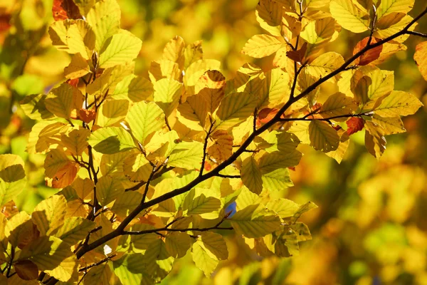 Autumn Tree Anso Valley Huesca Province Aragon Spain — Stock Photo, Image