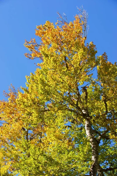 Árvore Outono Anso Valley Província Huesca Aragão Espanha — Fotografia de Stock