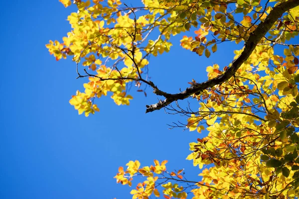 Autumn Tree Anso Valley Huesca Province Aragon Spain — Stock Photo, Image