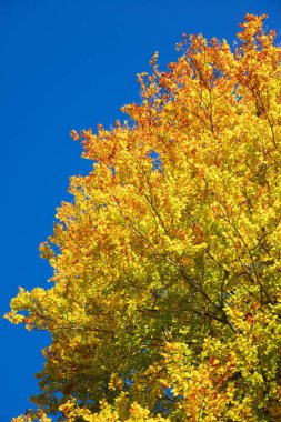 Anso Vadisi 'ndeki sonbahar ağacı, Aragon' un Huesca Eyaleti, İspanya.