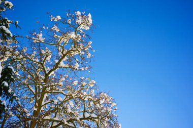 Pireneler 'de karla kaplı ağaçlar. 