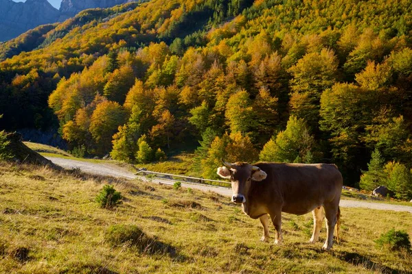 Pastoreio Vacas Nos Pirinéus Anso Valley Aragão Província Huesca Espanha — Fotografia de Stock