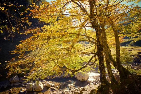 Forêt Dans Vallée Anso Province Huesca Aragon Espagne — Photo