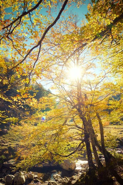 Floresta Vale Anso Província Huesca Aragão Espanha — Fotografia de Stock