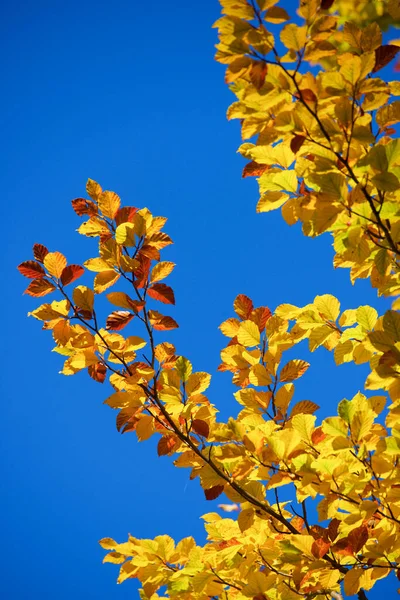 Осеннее Дерево Долине Ансо Провинция Уэска Арагоне Испания — стоковое фото
