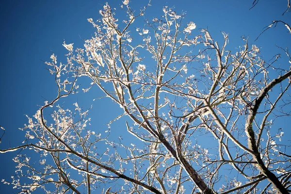 Arbres Enneigés Dans Les Pyrénées — Photo