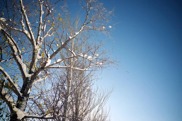 Arbres Enneigés Dans Les Pyrénées — Photo