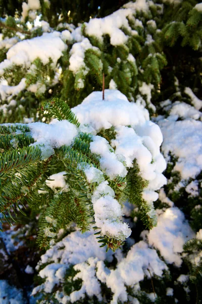 ピレネー山脈の雪に覆われた木 — ストック写真