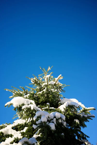 Schneebedeckte Bäume Den Pyrenäen — Stockfoto