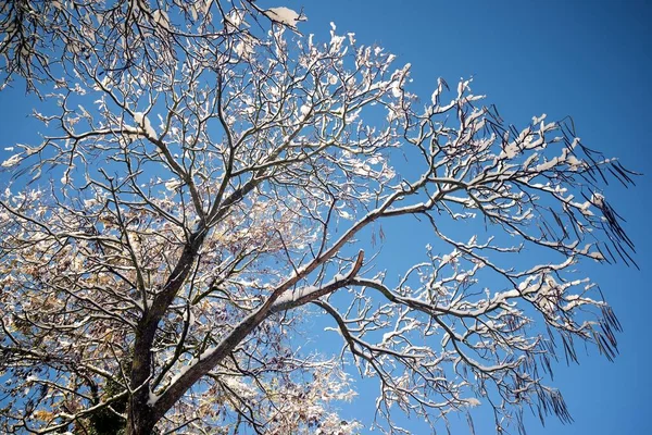 Snow Covered Trees Pyrenees Royalty Free Stock Images