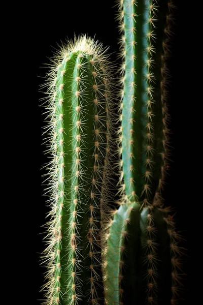 Piccola Pianta Cactus Contro Parete Nera — Foto Stock