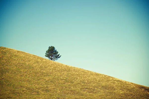 Μοναχικό Δέντρο Ένα Καταπράσινο Λόφο Πυρηναία Στη Γαλλία — Φωτογραφία Αρχείου