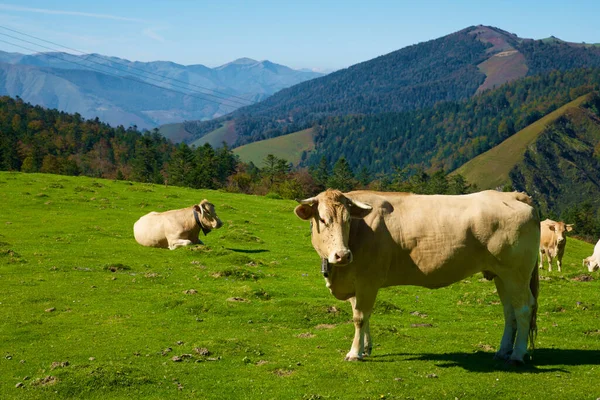ピレネー山脈の牛の群れ フランスのアスペー渓谷 — ストック写真