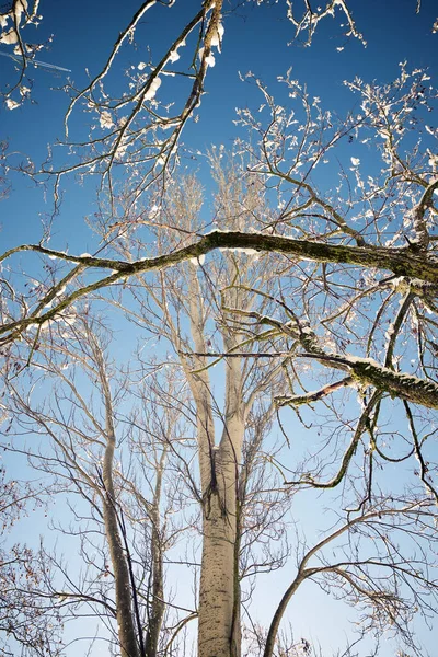 Drzewa Pokryte Śniegiem Pirenejach — Zdjęcie stockowe