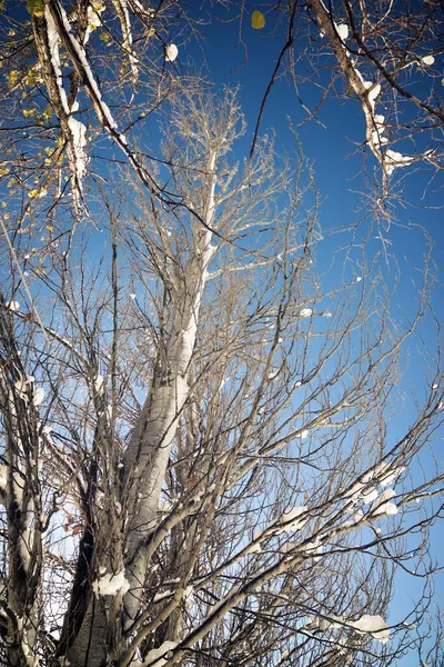 Χιονισμένα Δέντρα Στα Πυρηναία — Φωτογραφία Αρχείου