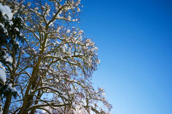 Arbres Enneigés Dans Les Pyrénées — Photo