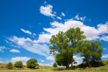 Maderuelo 'daki ağaçlar, Segovia ili, İspanya' daki Castilla Leon.