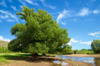 Maderuelo 'daki ağaçlar, Segovia ili, İspanya' daki Castilla Leon.