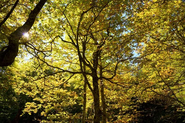 Autumn Forest Pierre Saint Martin Arette Pyrenees France — Stock Photo, Image