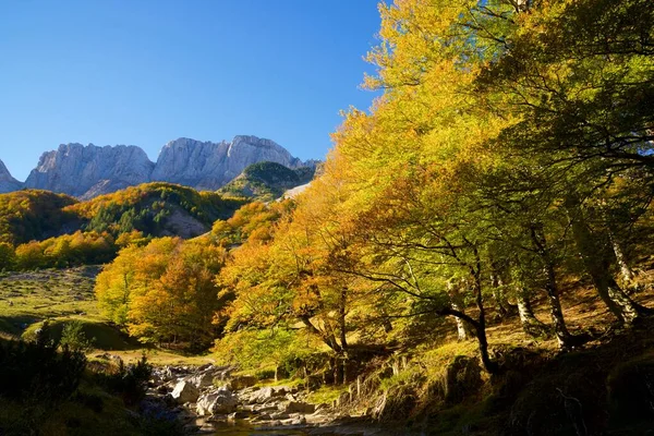 Foresta Nella Valle Anso Provincia Huesca Aragona Spagna — Foto Stock