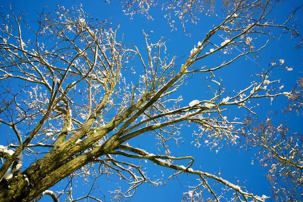 Met Sneeuw Bedekte Bomen Pyreneeën — Stockfoto