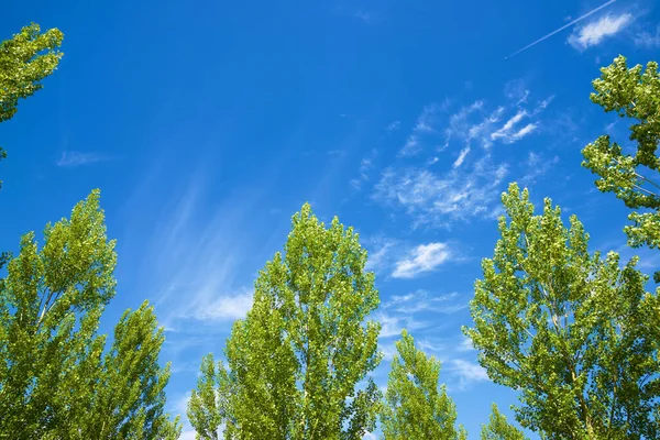 Trees Maderuelo Segovia Province Castilla Leon Spain — Stock Photo, Image