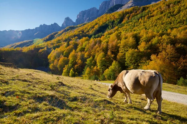 Pastoreio Vacas Nos Pirinéus Anso Valley Aragão Província Huesca Espanha — Fotografia de Stock