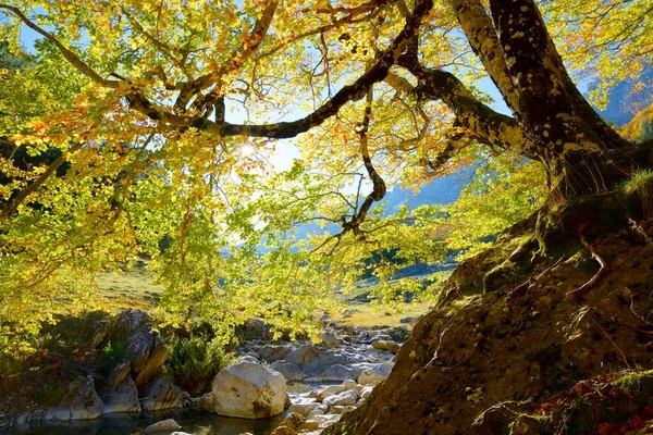 Anso Vadisi Ndeki Orman Spanya Aragon Daki Huesca Eyaleti — Stok fotoğraf