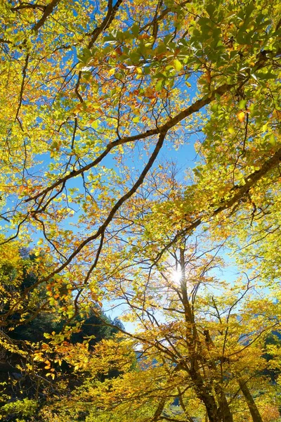 Floresta Vale Anso Província Huesca Aragão Espanha — Fotografia de Stock