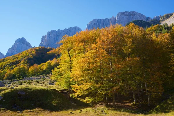 スペインのアラゴン州のユスカ州 Anso Valleyの森 — ストック写真