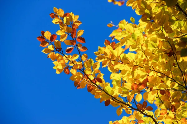 Осеннее Дерево Долине Ансо Провинция Уэска Арагоне Испания — стоковое фото