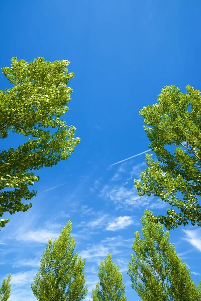 Trees Maderuelo Segovia Province Castilla Leon Spain — Stock Photo, Image
